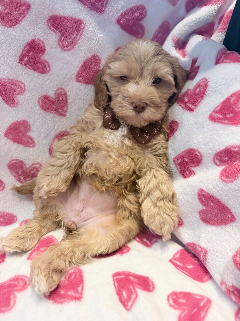 5* Cockapoo puppies ready in 1 week 