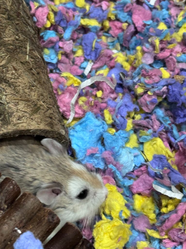 Hamster with full set up and 1 year supply  