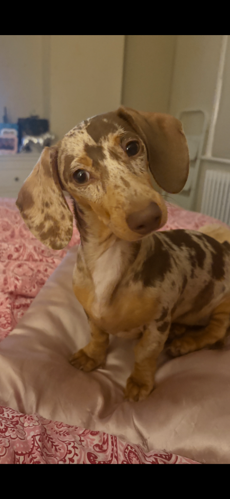 6 month old mini dachshund female puppy for sale