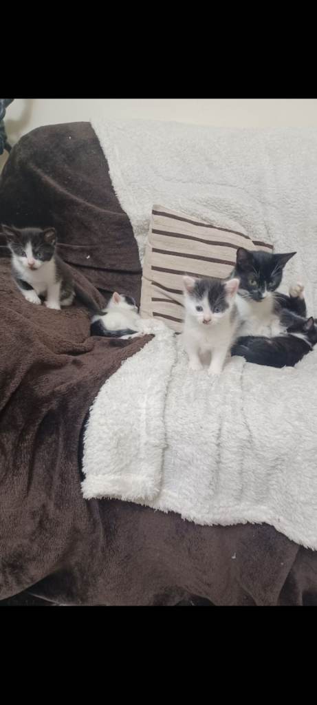 Two beautiful kittens for sale