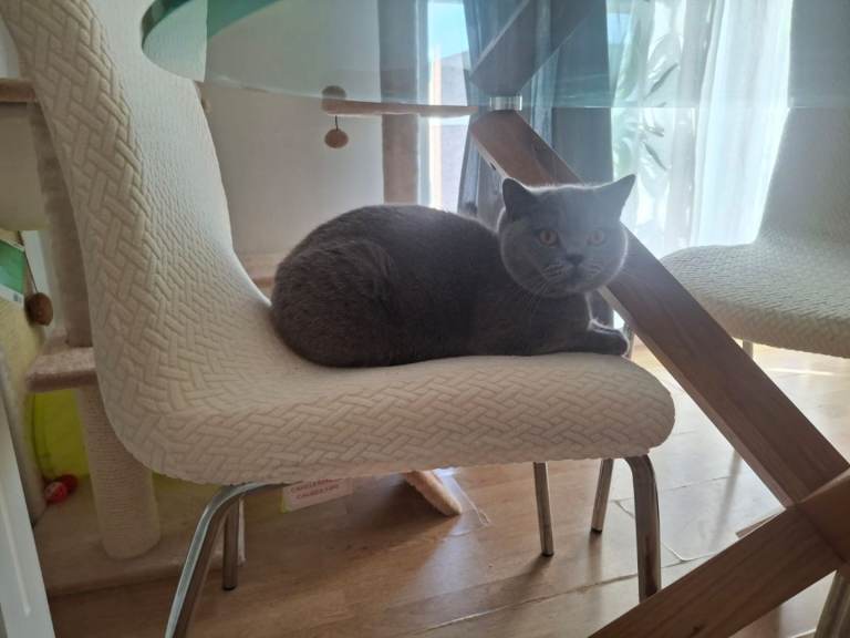 10mth British shorthair