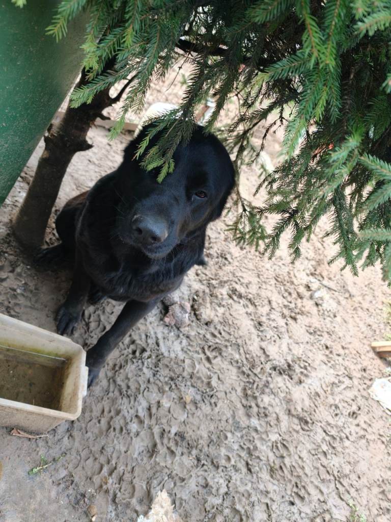 Looking to re-home Dog 