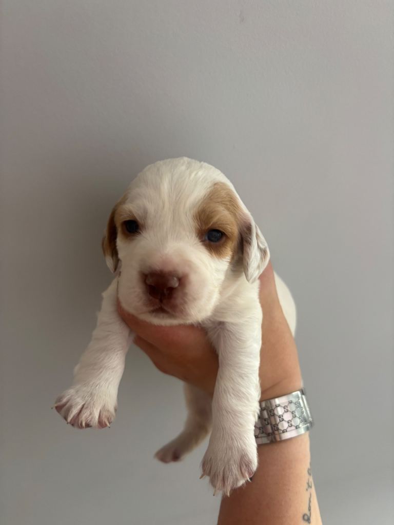 Cocker Spaniel Puppies 