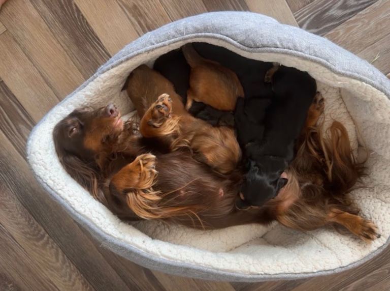 🐶 Miniature Dachshund Puppies for Sale – Ready Soon!