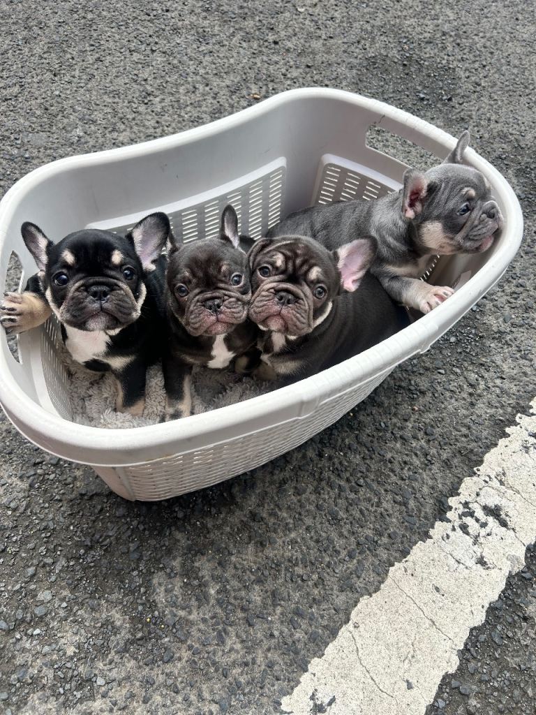 French bulldog 