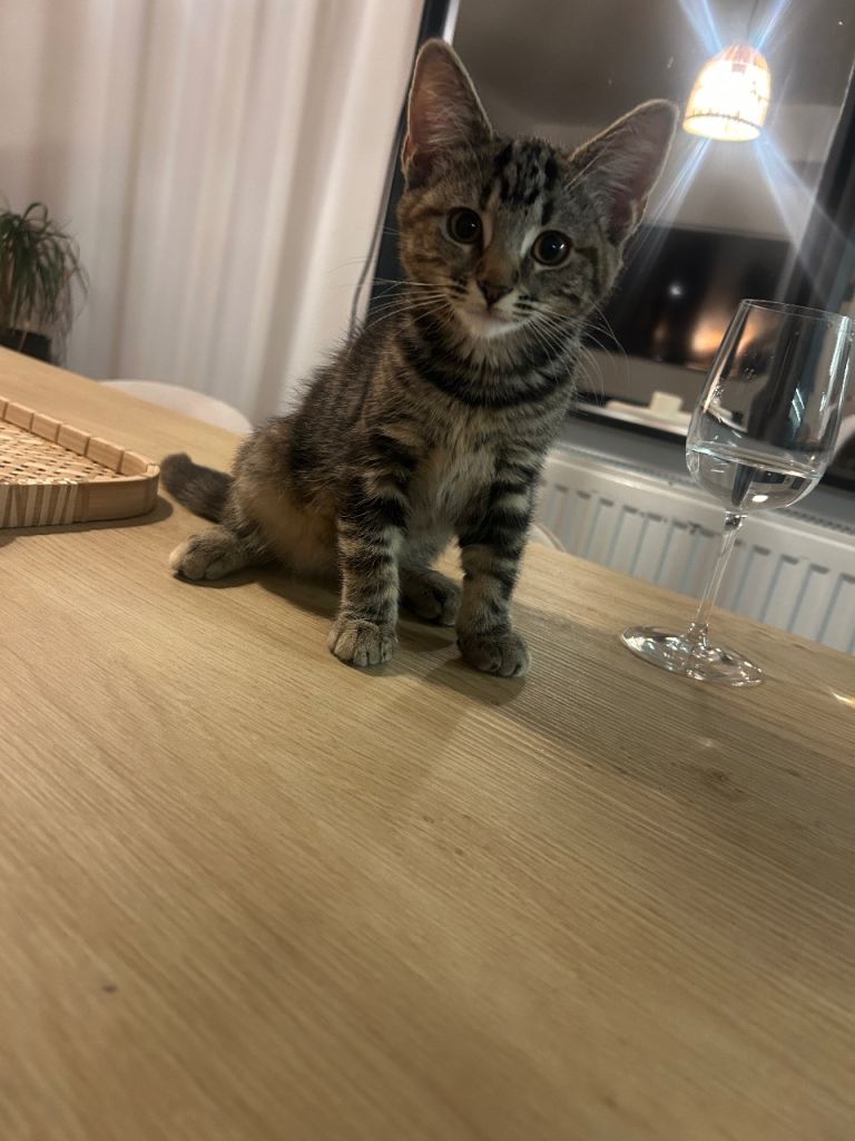 Adorable Tabby Kitten Looking for a Loving Home