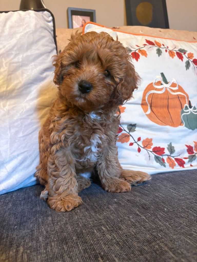 Cavapoo puppies 