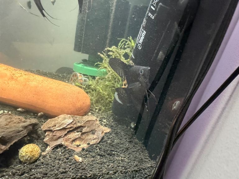 Angel fish and corys