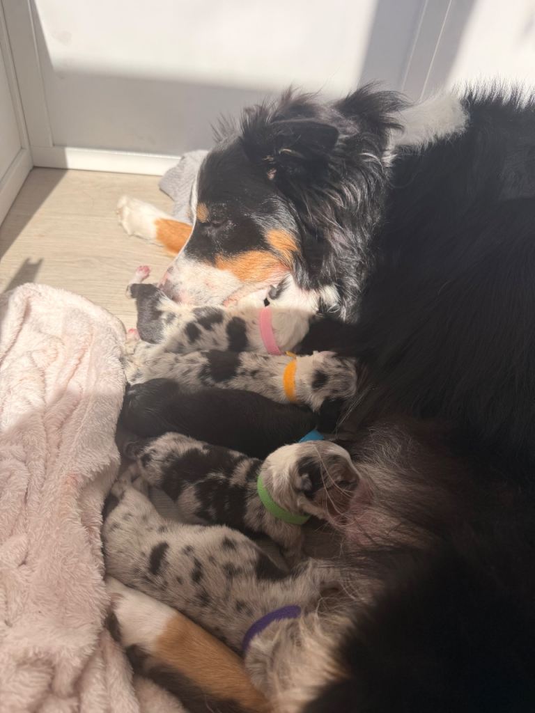 Border Collie Puppies - Blue Merle Tri Border