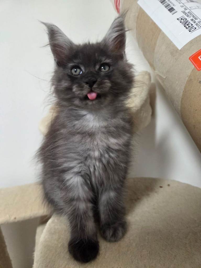 Maine coon kittens