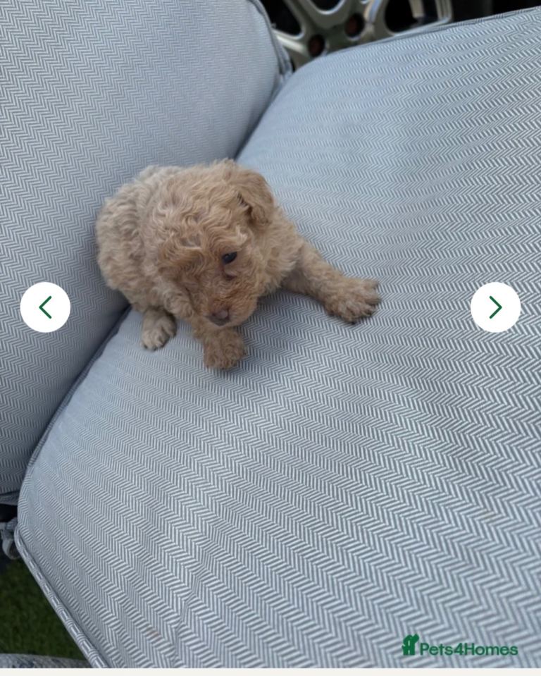 2toy poodles puppy’s ready to leave 