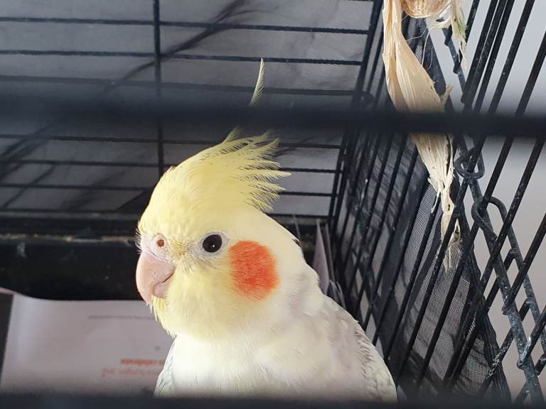 Beautiful pair of fun loving cockatiels
