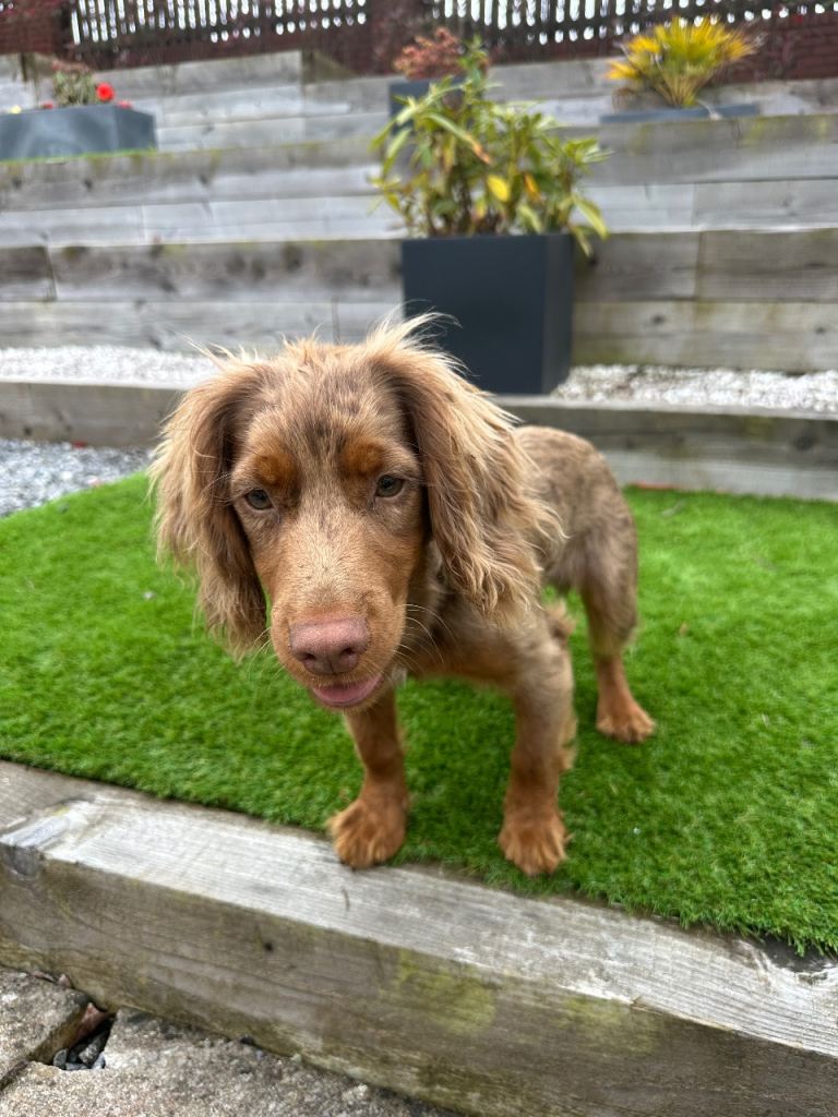 Cocker spaniel 