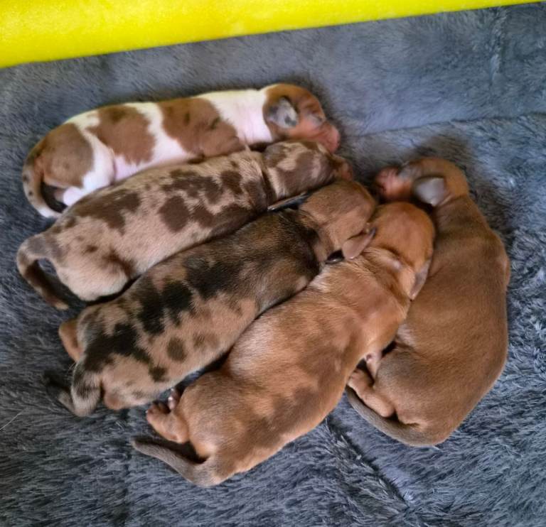Miniature Dachshund - Short-Haired 