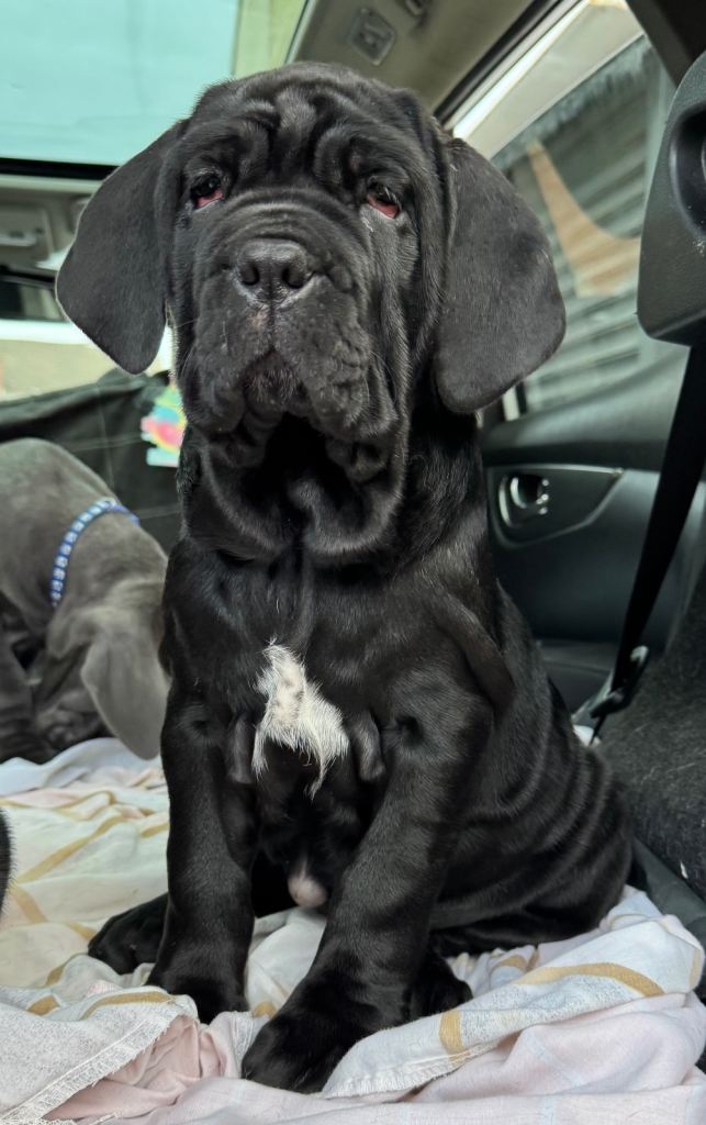 3 Neapolitan mastiff black female puppies Newcastle 