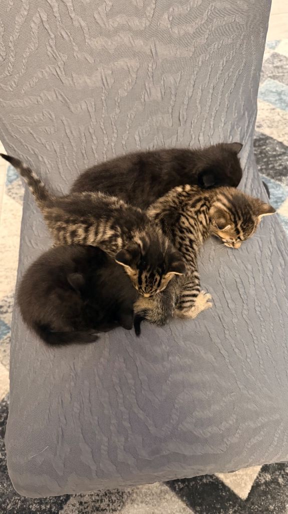 Kittens for sale 