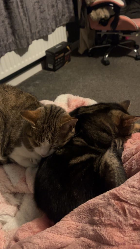 2 male cats seeking forever home