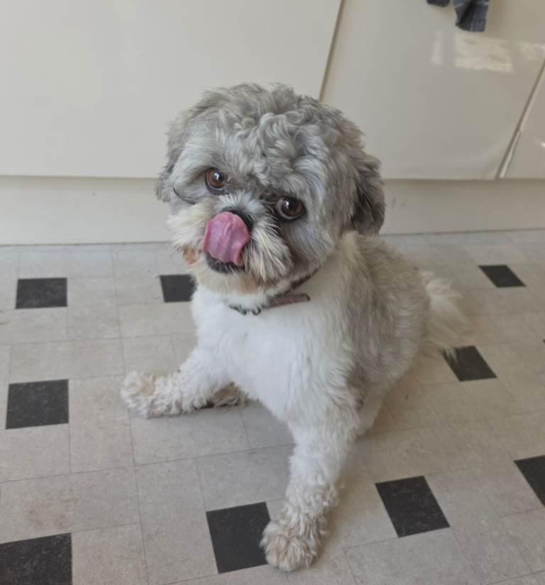 Lovely friendly shih tzu
