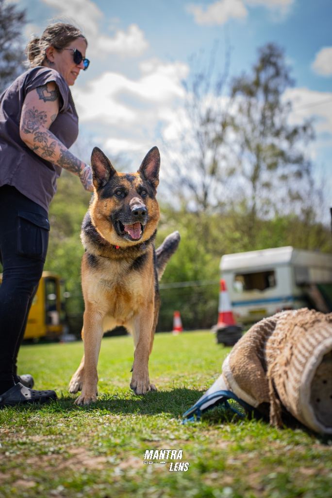 Male German Shepherd