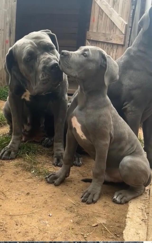 Cane Corso Puppies 