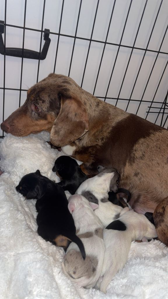 Dachshund puppies