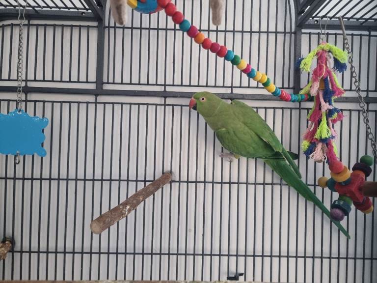 Indian ring neck parrot and cage 