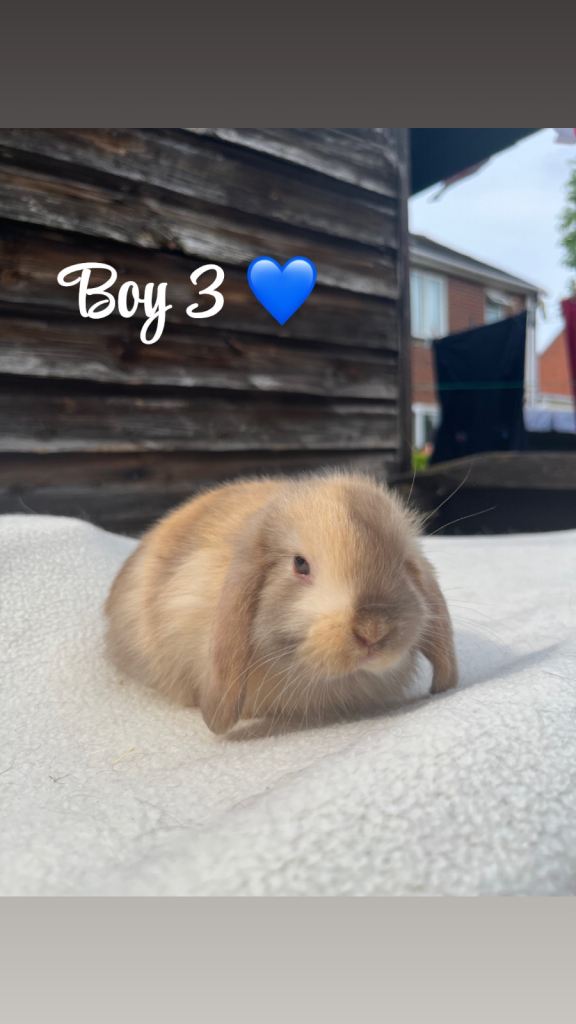 Gorgeous mini lop babies for sale 