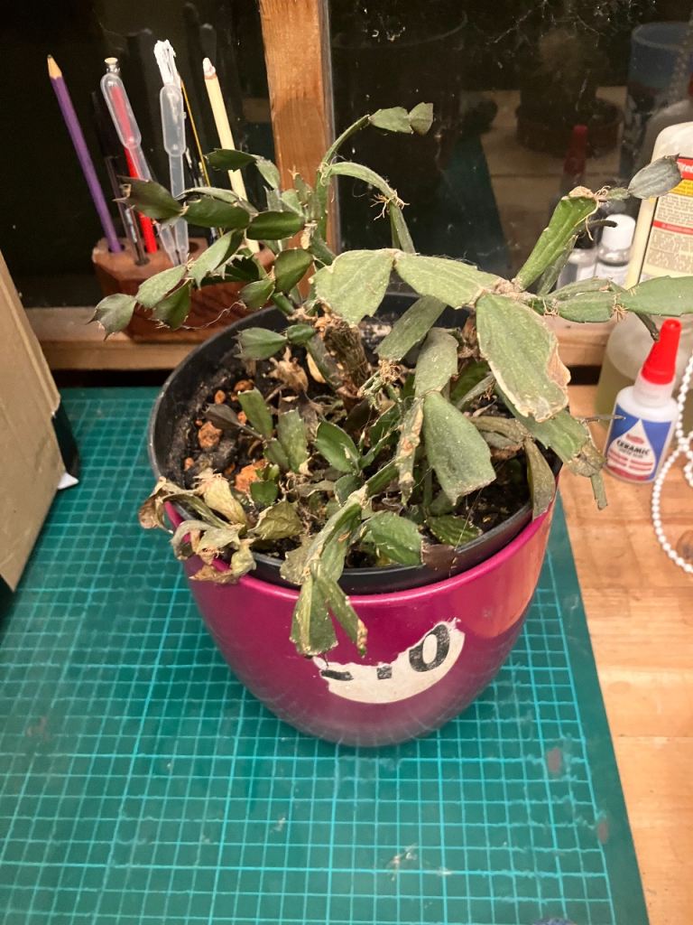 Christmas Cactus Plant in Pink Plastic Pot