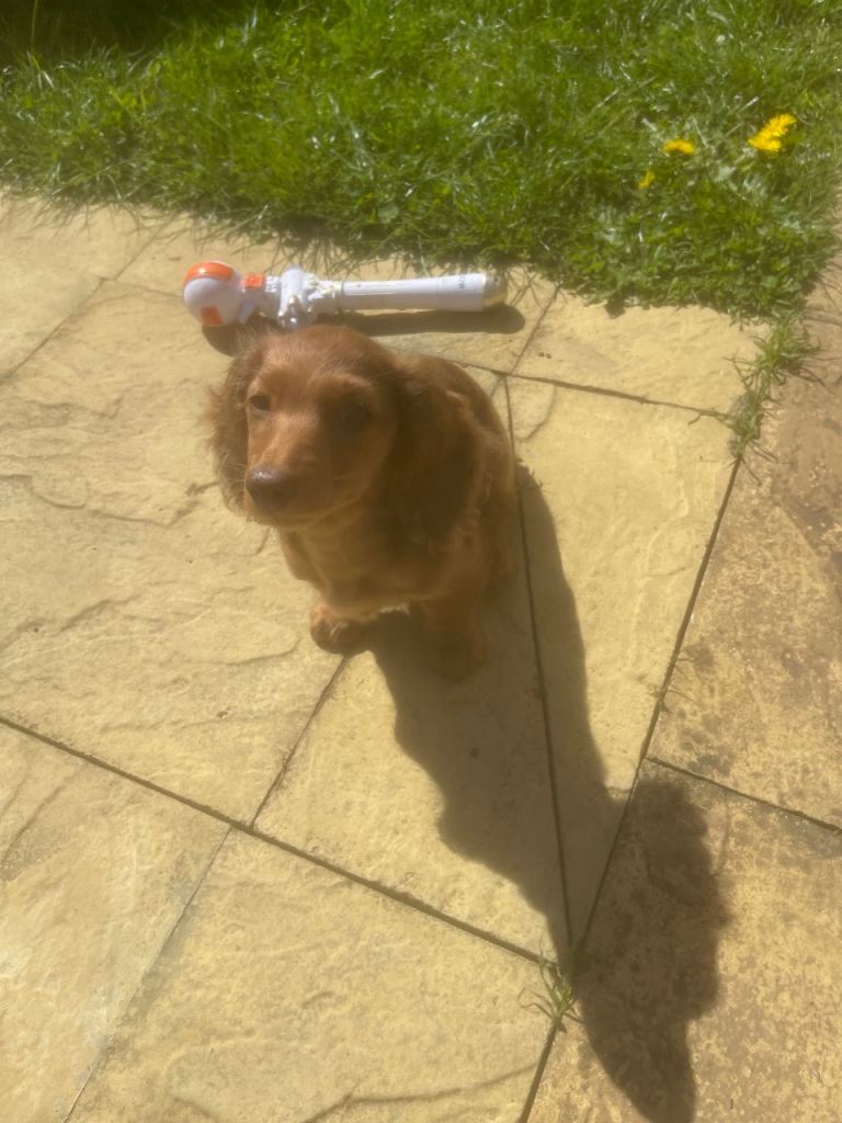 Miniacture daschund puppy ready now 