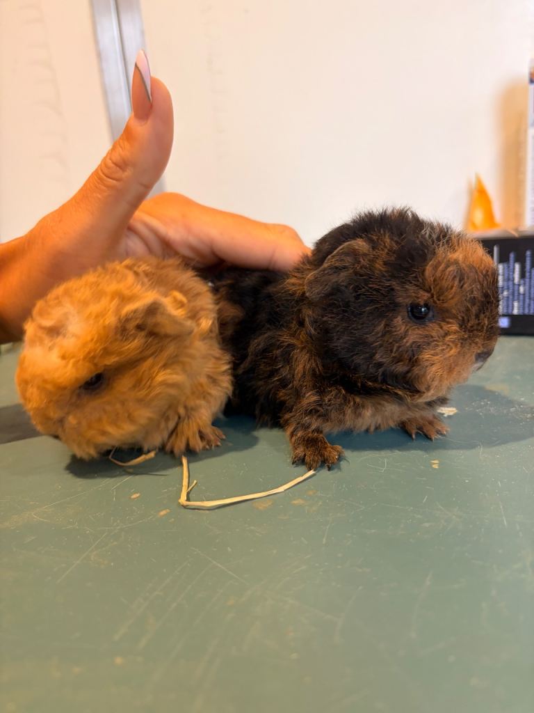 Teddy Guinea pigs available 