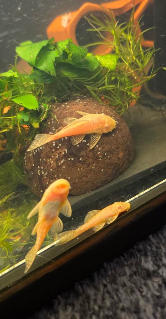 Albino Bristlenose Pleco Fish for Sale