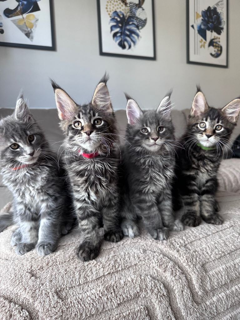 ✨7 Gorgeous Pure Breed Maine Coon Kittens✨