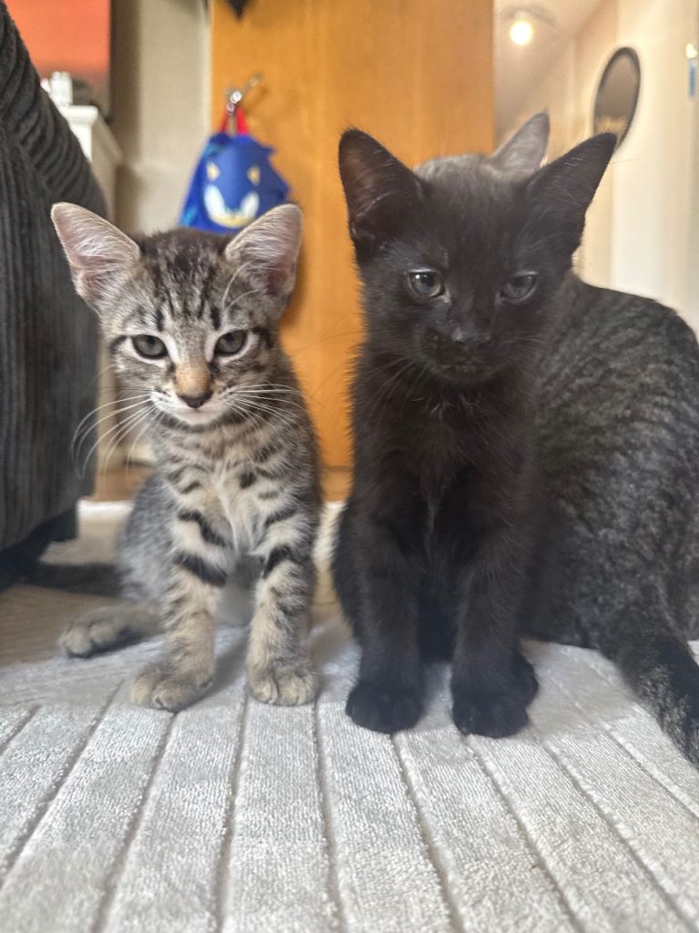 2 Boy kittens for sale 