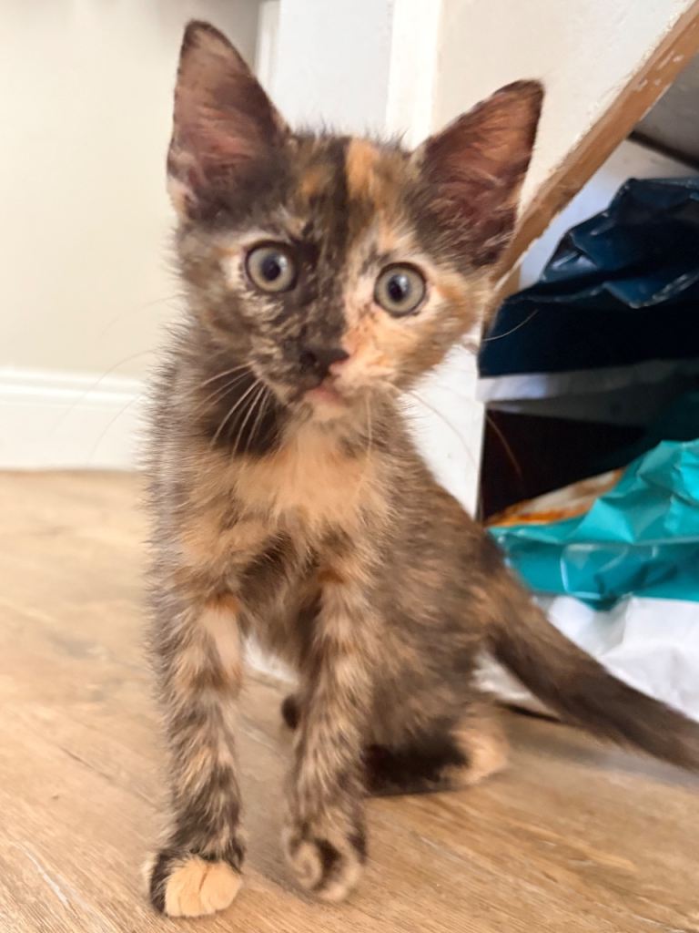 Tortoise Shell Female Kitten