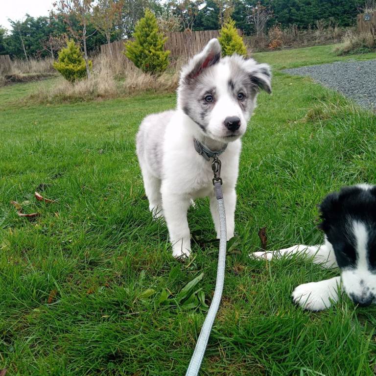 Handsome Merle Border Collie