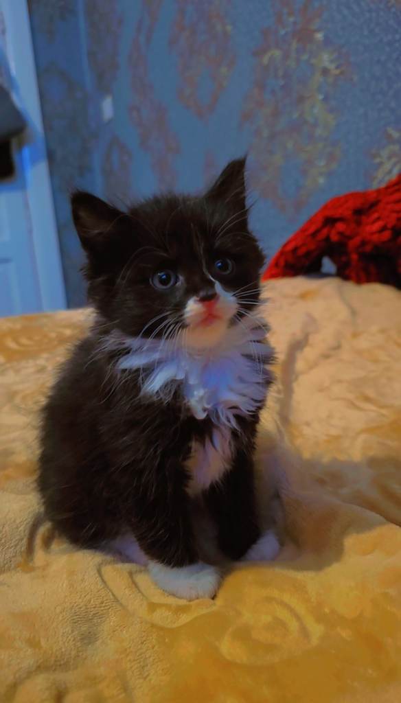 4 Gorgeous kittens 🤩✨️