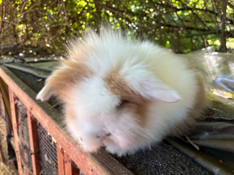 6 beautiful mini lop babies 1 lionlop girl ready now 