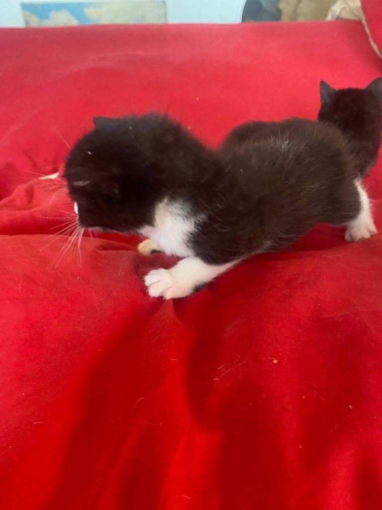 Three beautiful kittens ready for rehoming