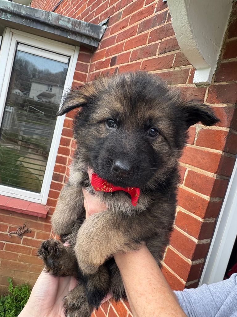 (2 boys remaining) Pure bred German Shepard puppies for sale 