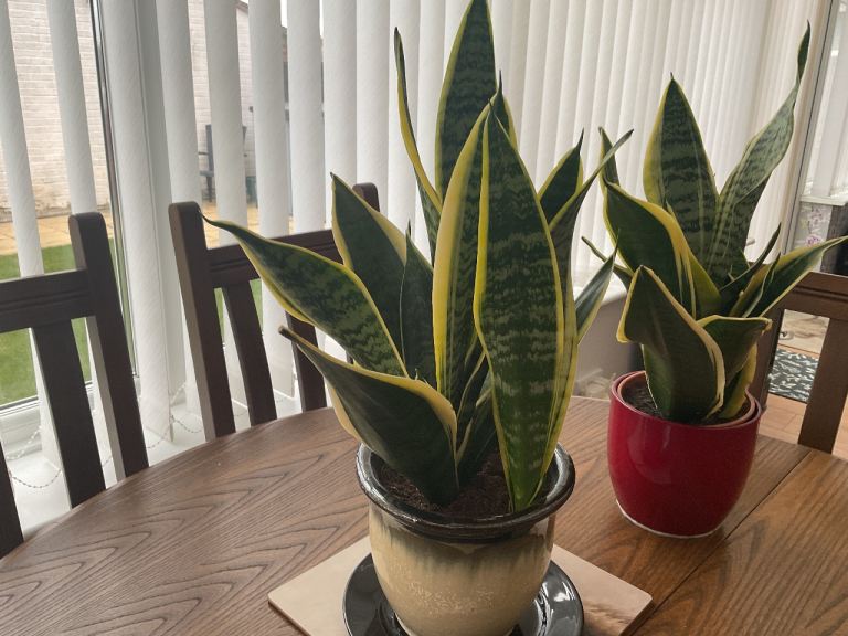 ***. SOLD *** Snake Plants in pots