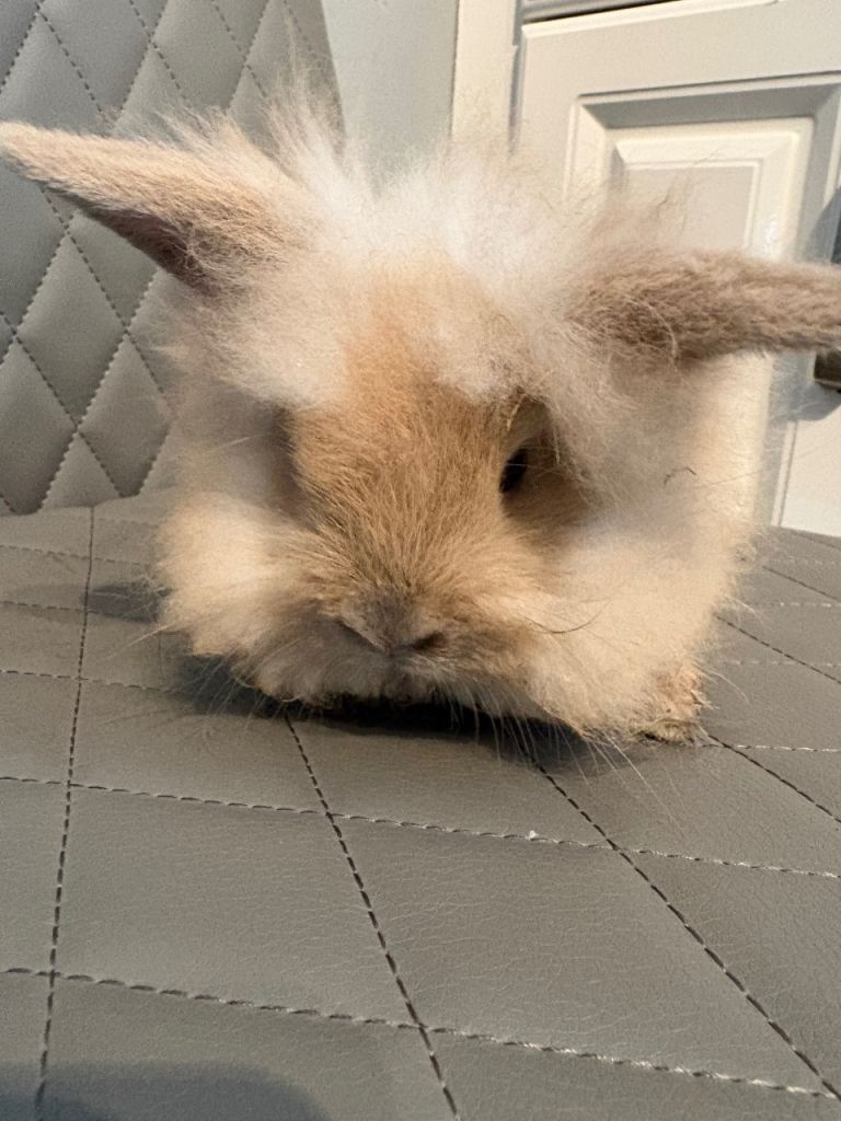 Mini lion lop bunnies