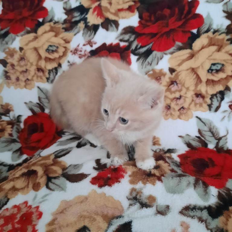 Kittens for sale