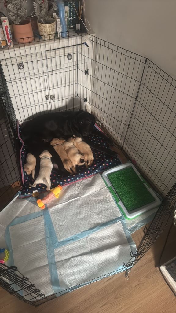💙💖 Labrador Puppies 💖💙