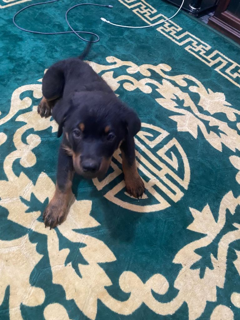 Rottweiler puppies 