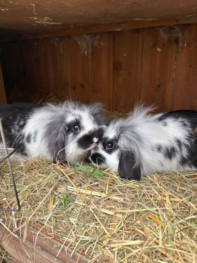 Mini lop baby rabbits