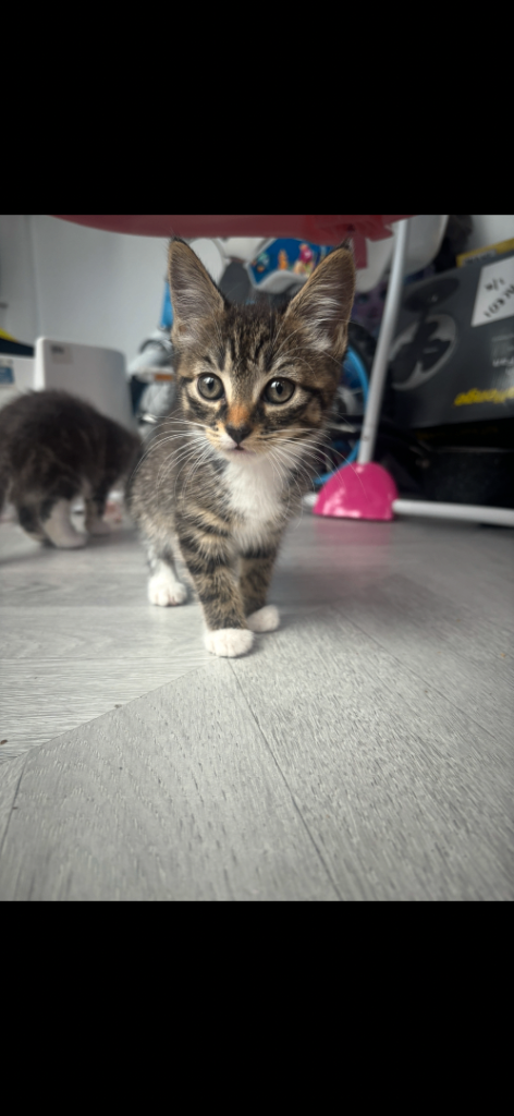Kitten looking for their forever home 