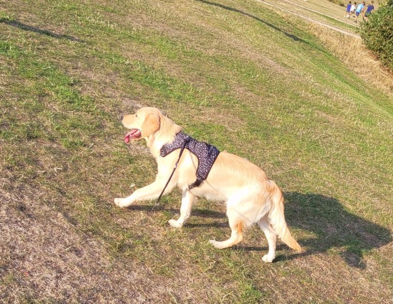 Golden retriever  1 year old