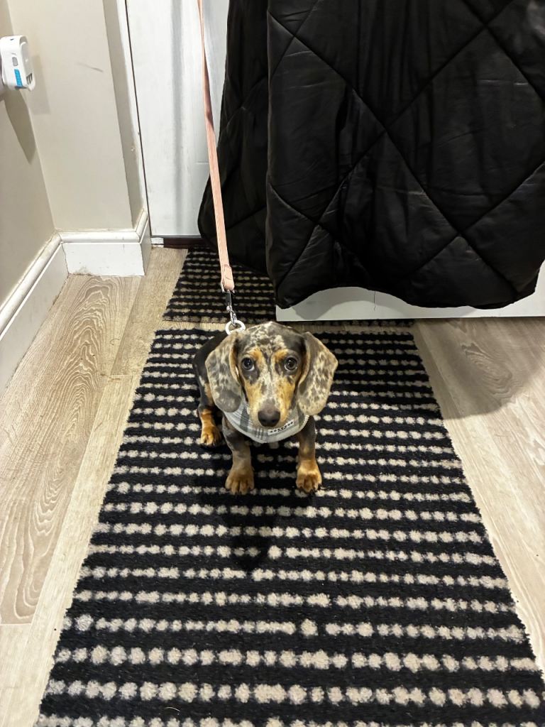 Miniature dachshund 6 months old