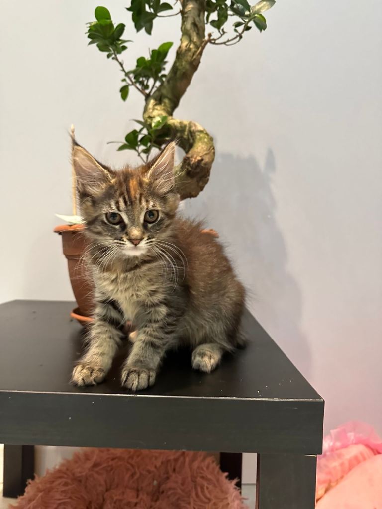 Stunning  Mainecoon Kittens