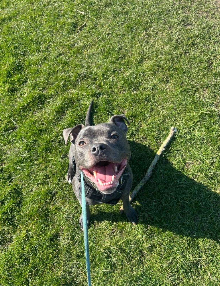 Blue Staffy to Rehome
